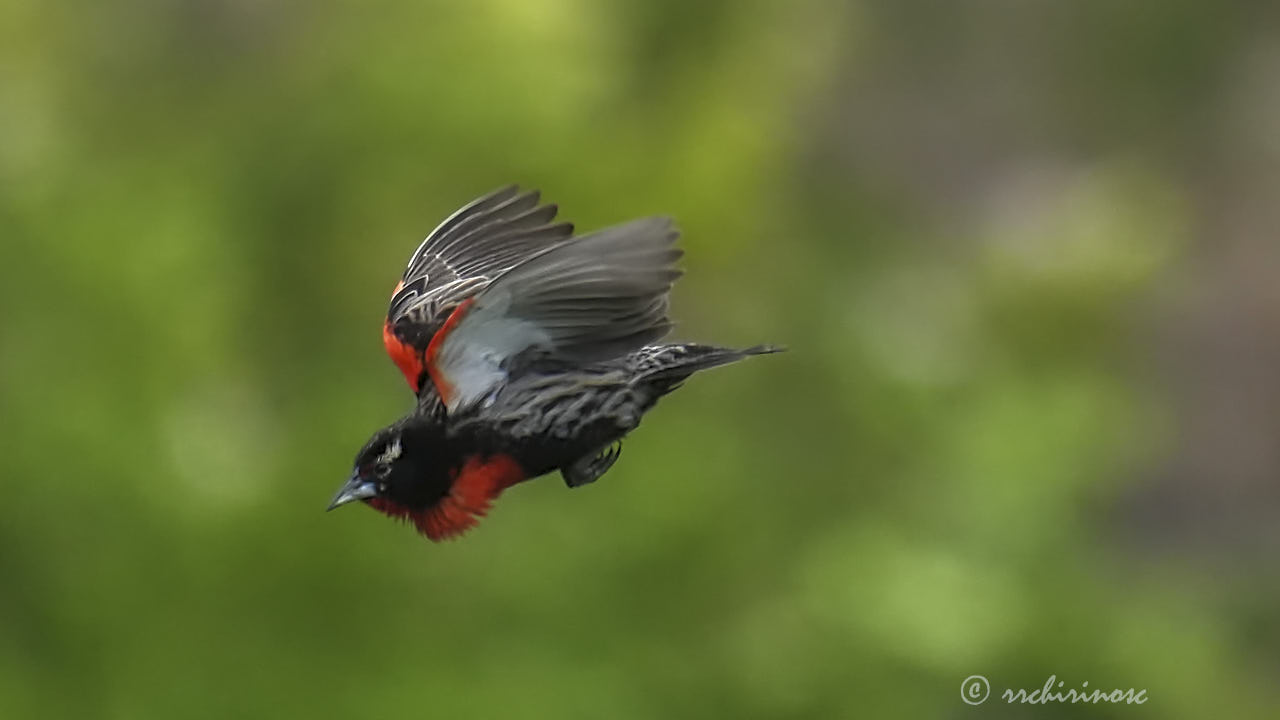 Peruvian meadowlark