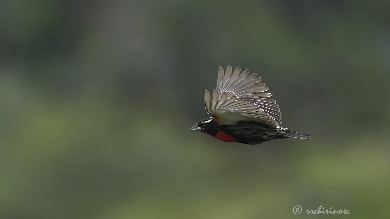 Peruvian meadowlark