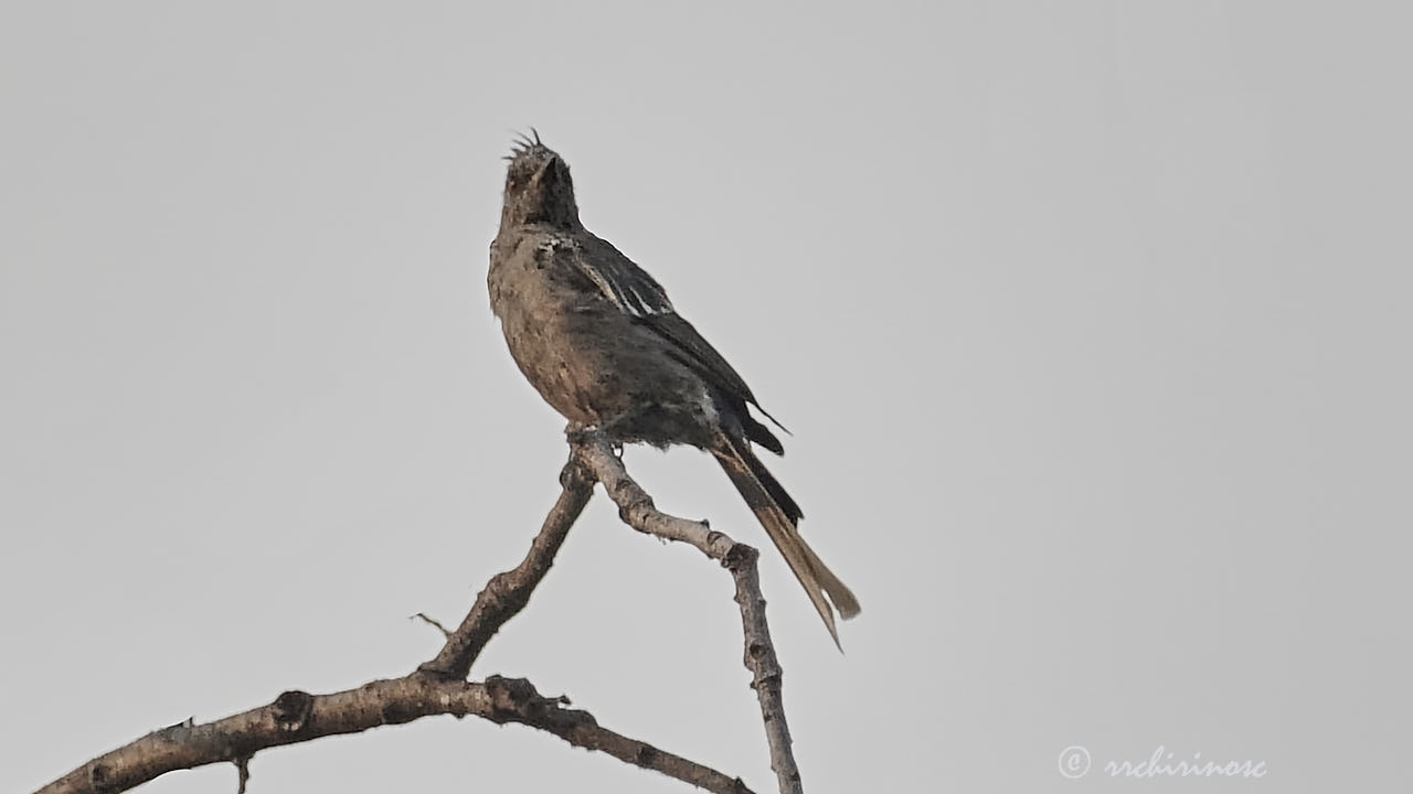 Northern phainopepla
