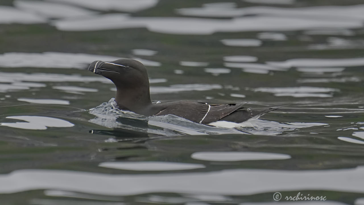 Razorbill