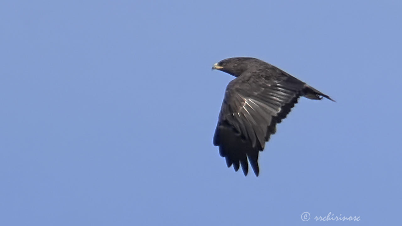 Greater spotted eagle