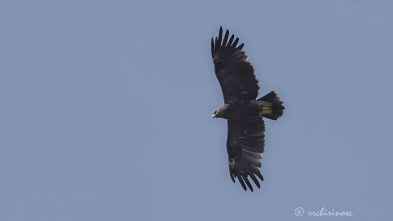 Greater spotted eagle