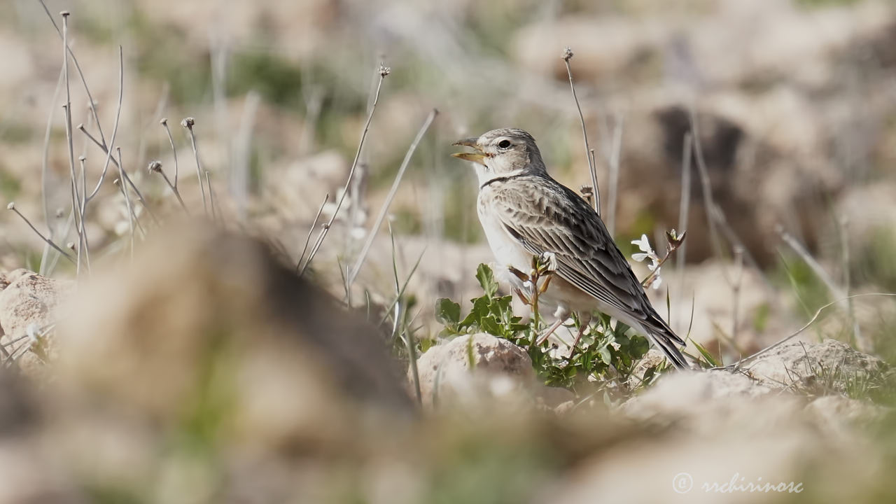 Calandra lark