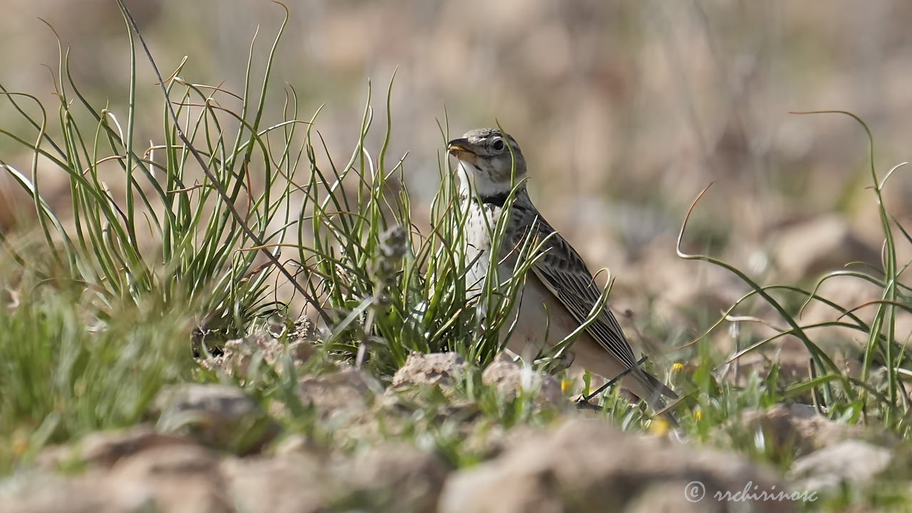 Calandra lark