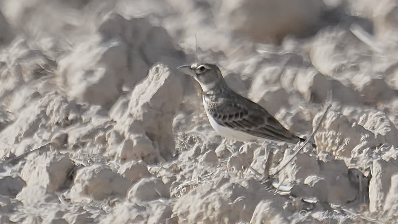 Calandra lark