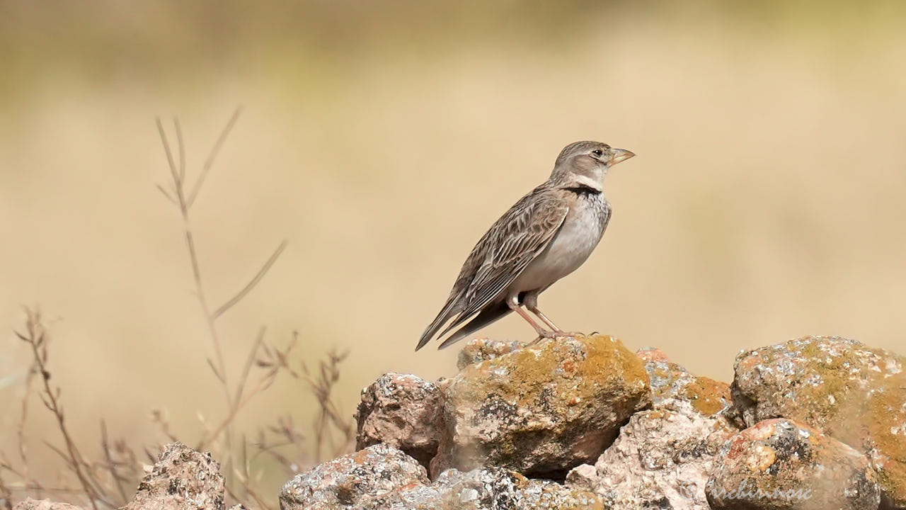 Calandra lark