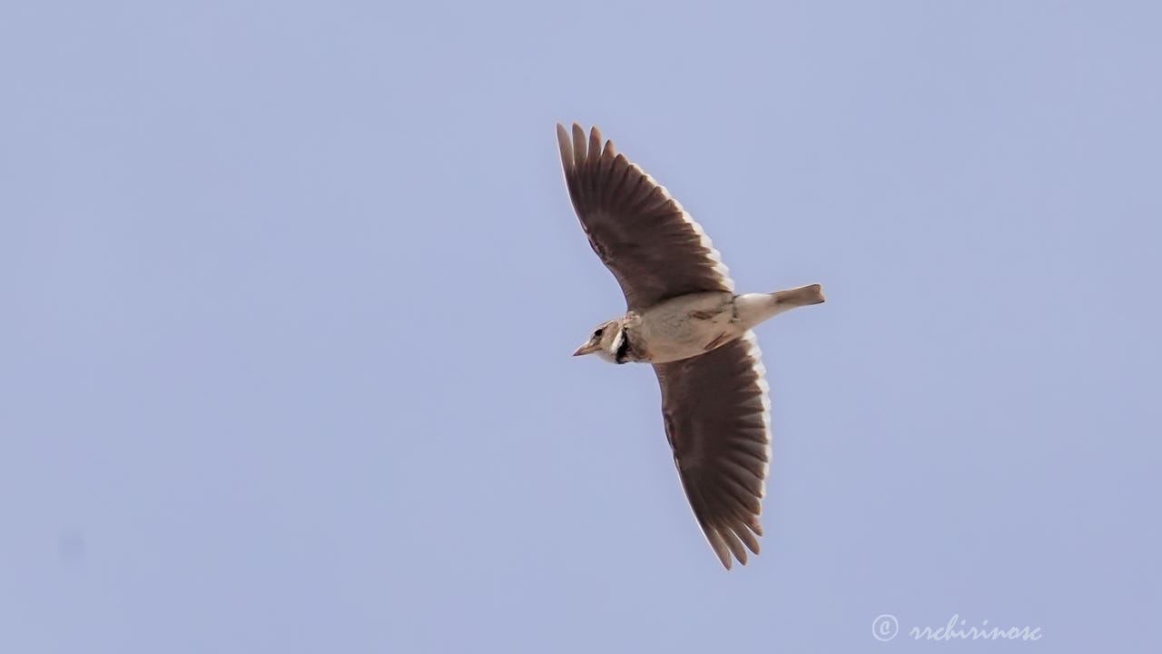 Calandra lark