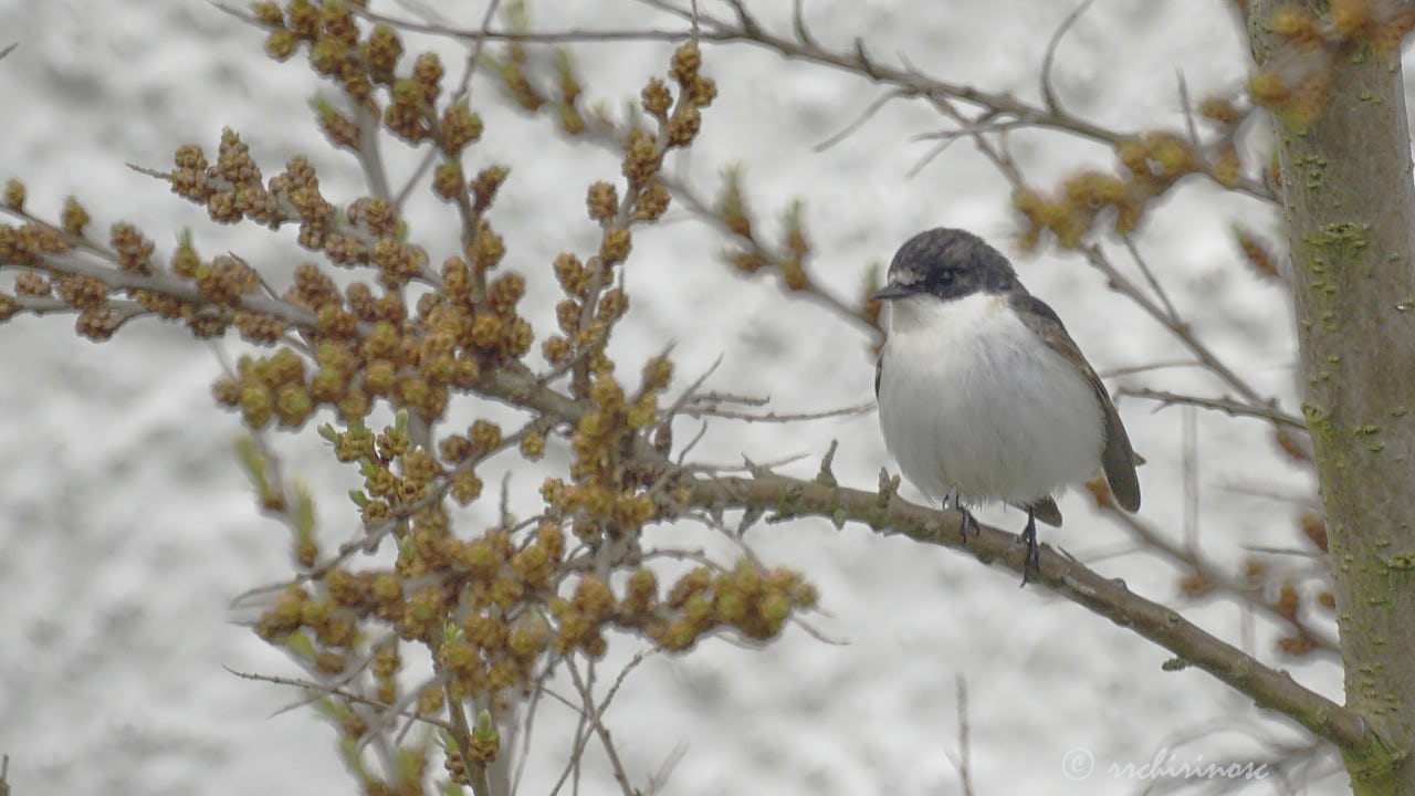European pied flycatcher