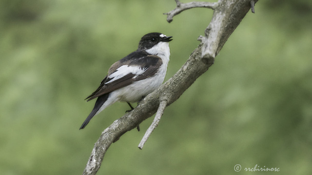 European pied flycatcher