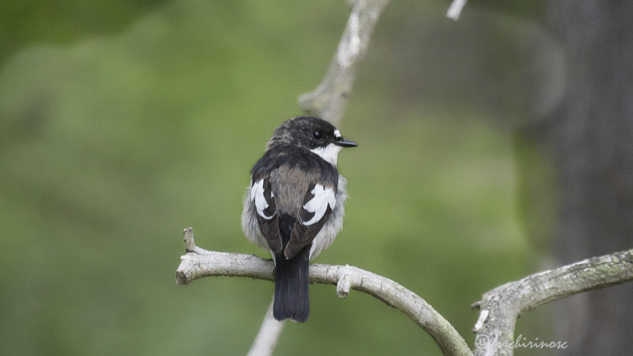 European pied flycatcher