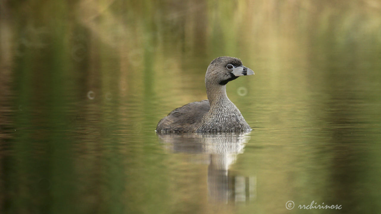 Pied-billed grebe