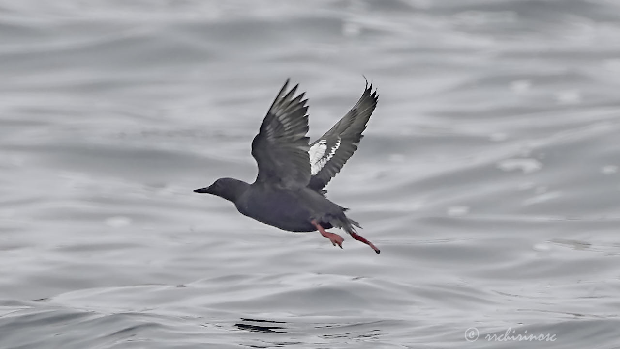 Pigeon guillemot