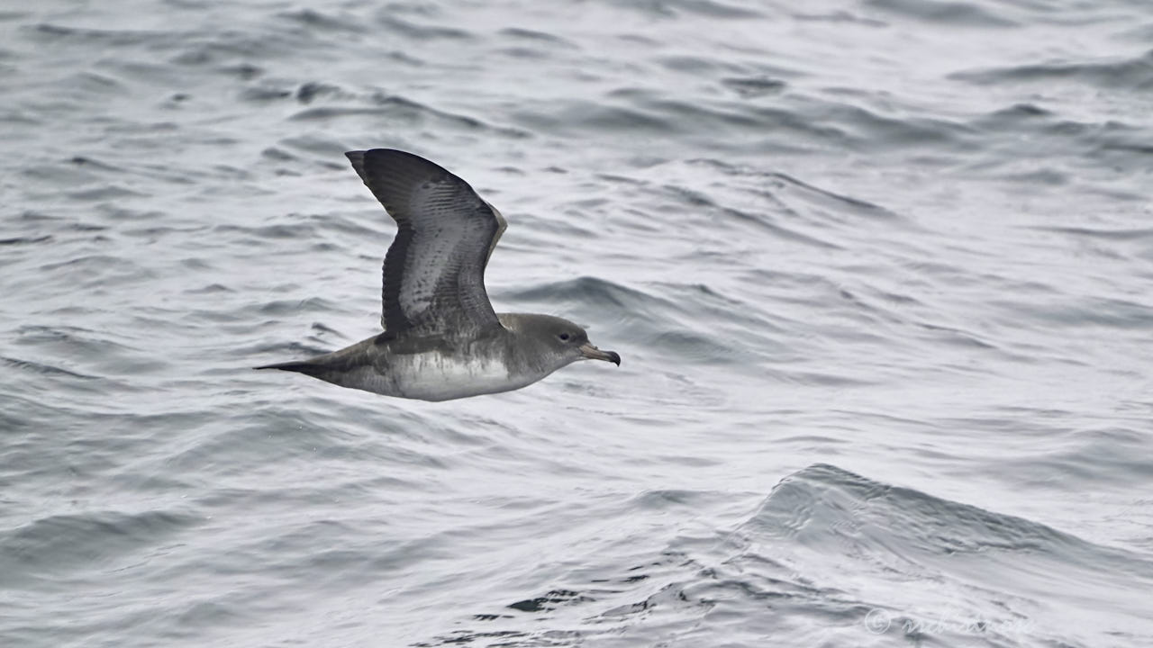 Pink-footed shearwater
