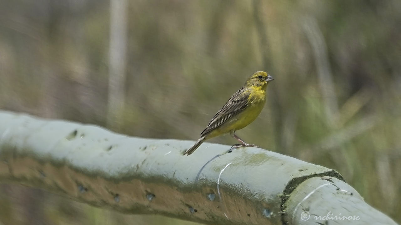 Raimondi's yellow finch