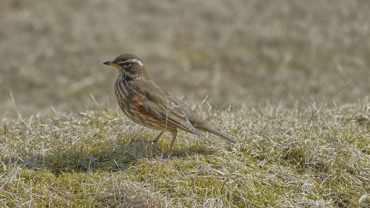 Redwing