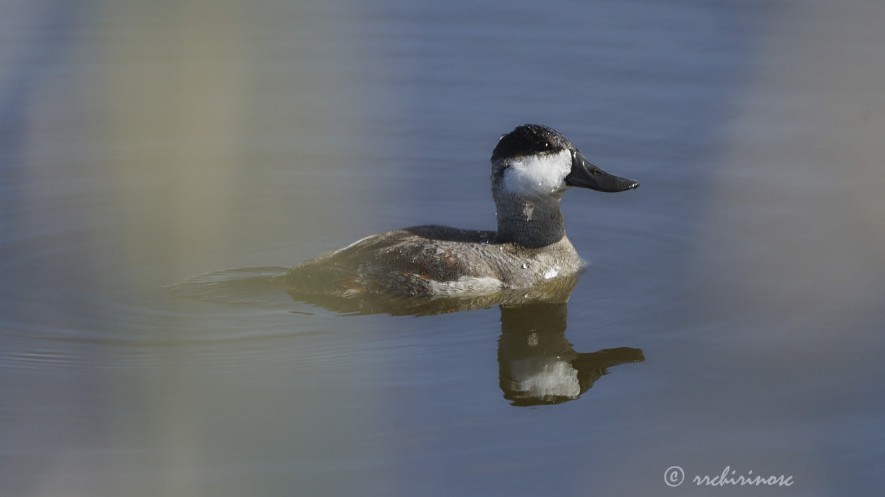 Ruddy duck