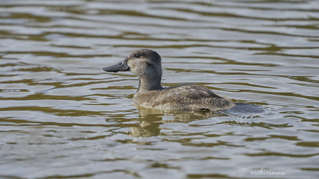 Ruddy duck