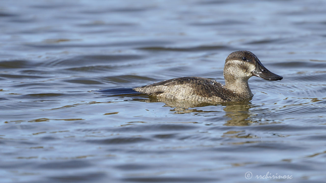 Ruddy duck