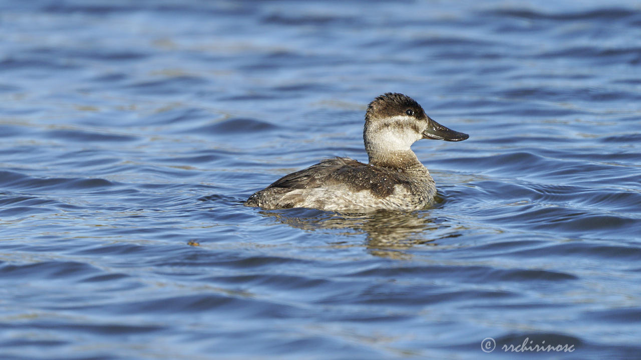 Ruddy duck
