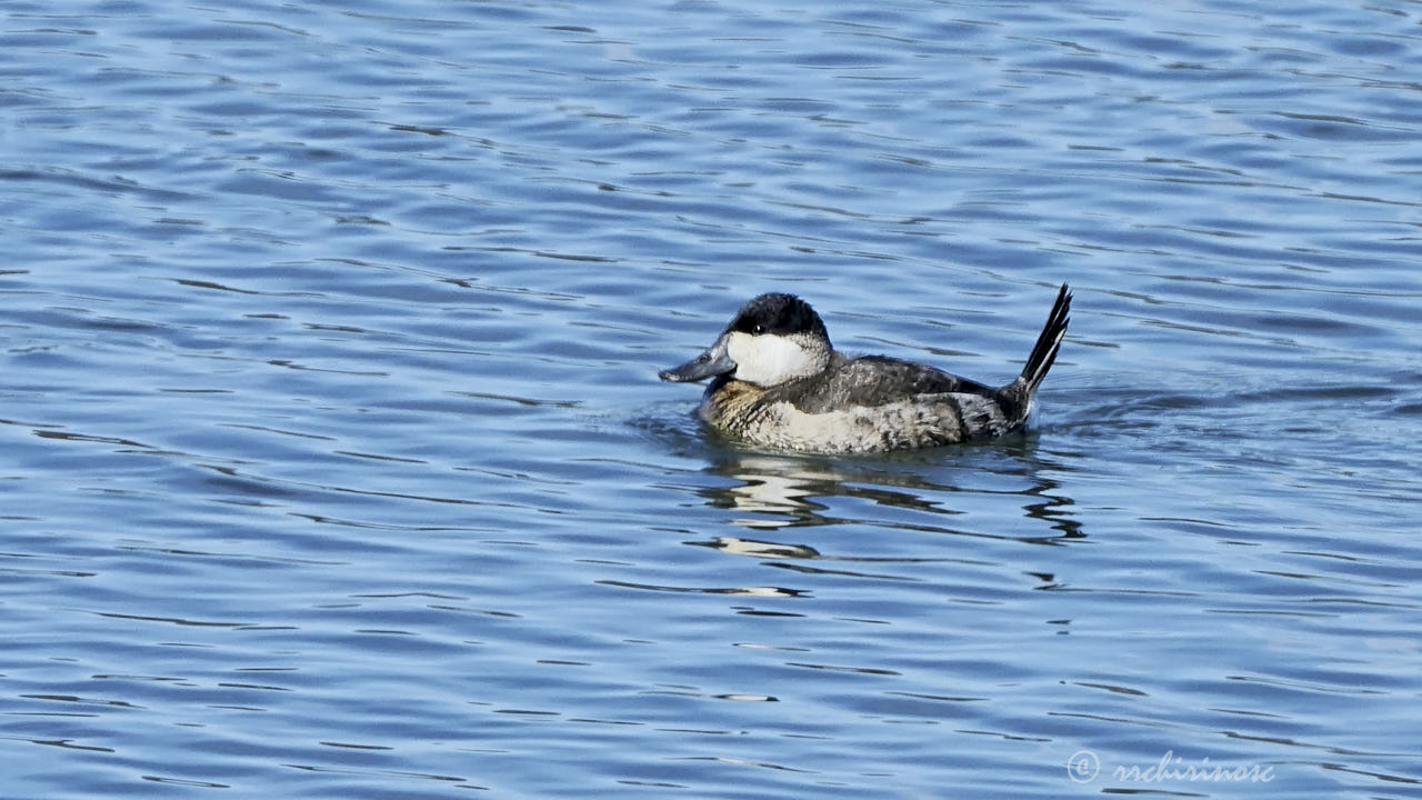 Ruddy duck