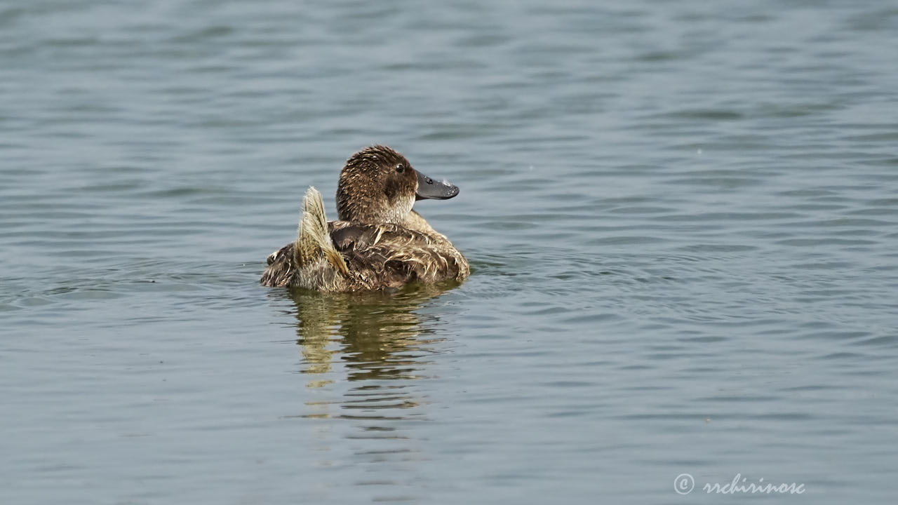 Ruddy duck