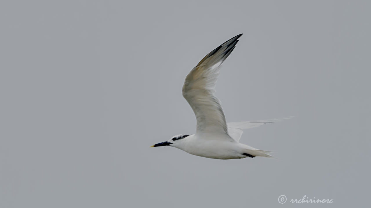 Sandwich tern