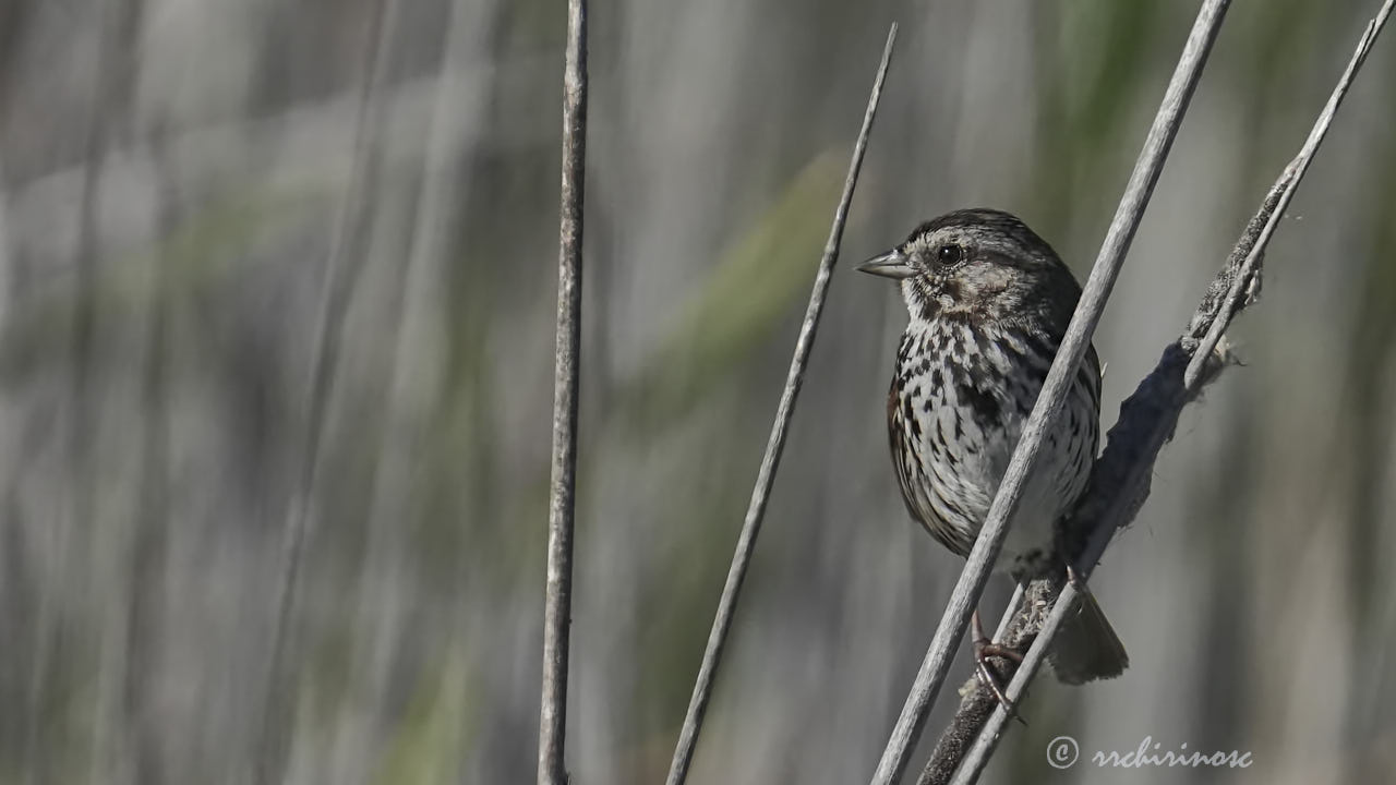 Song sparrow