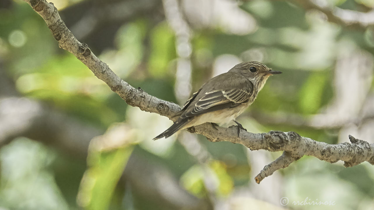 Spotted flycatcher