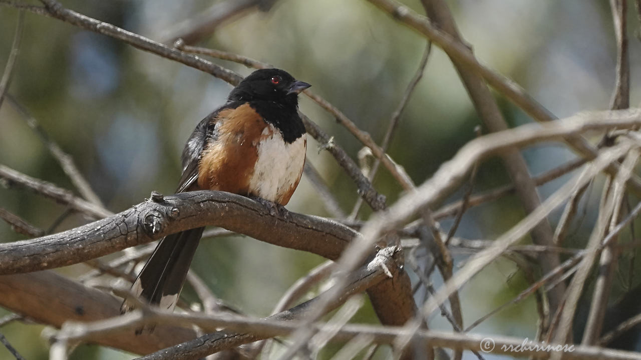 Spotted towhee