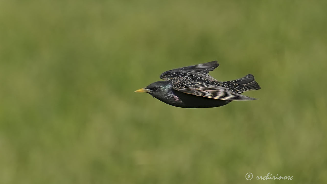 Common starling