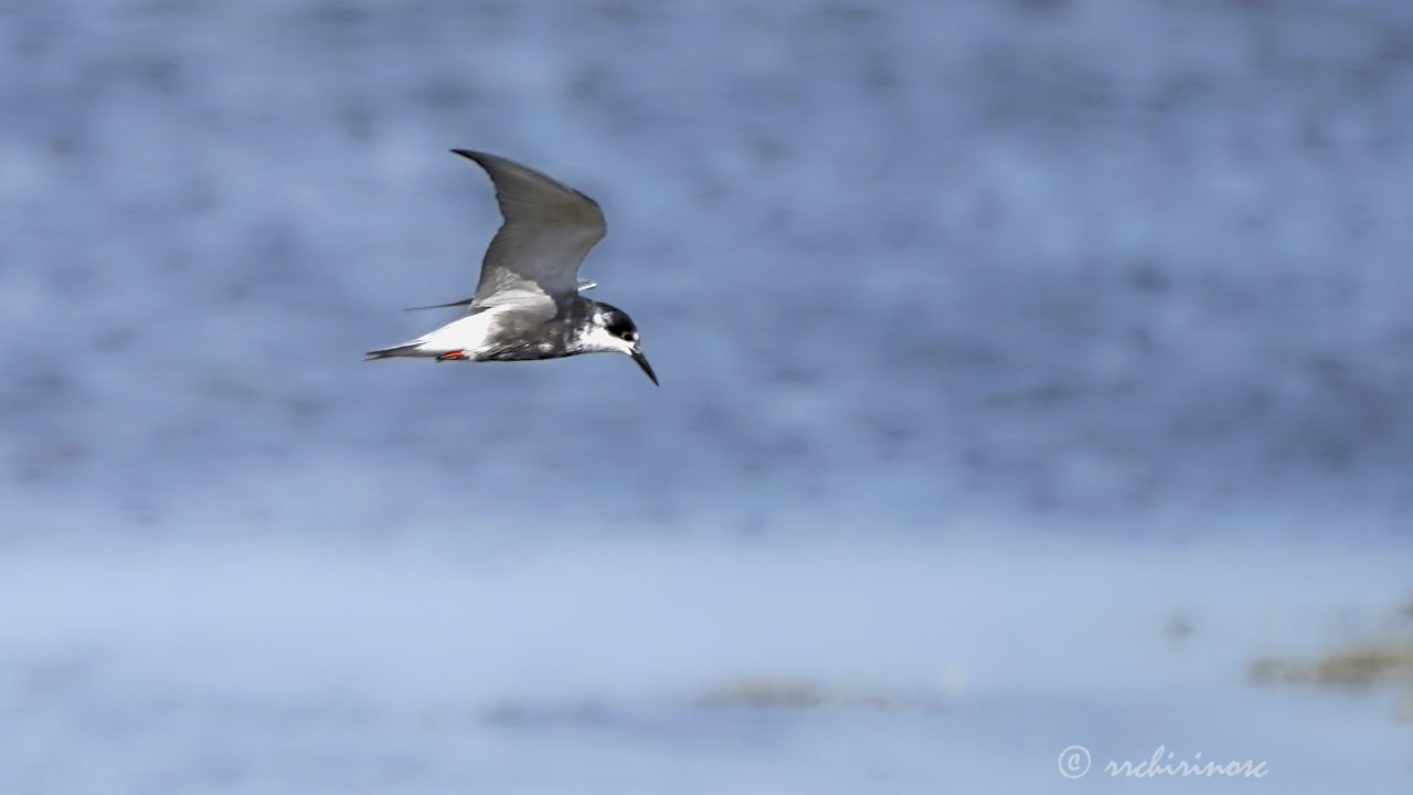 Black tern