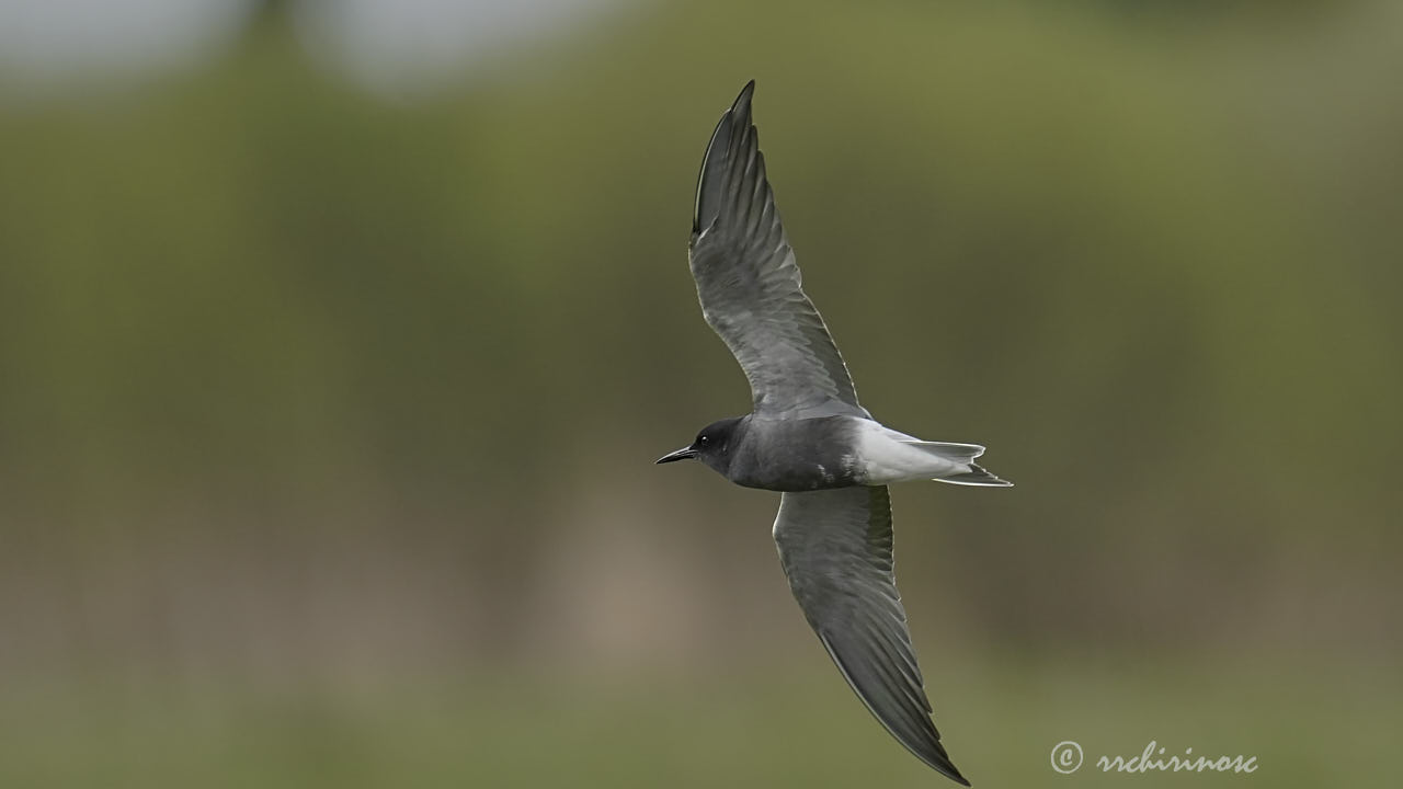 Black tern