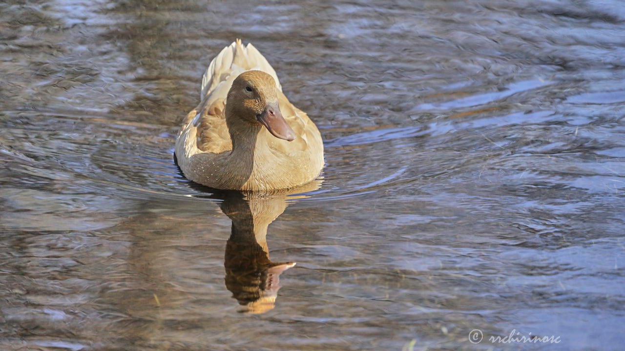 Swedish yellow duck