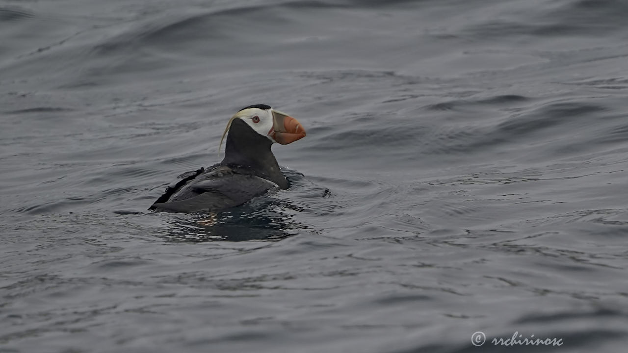 Tufted puffin
