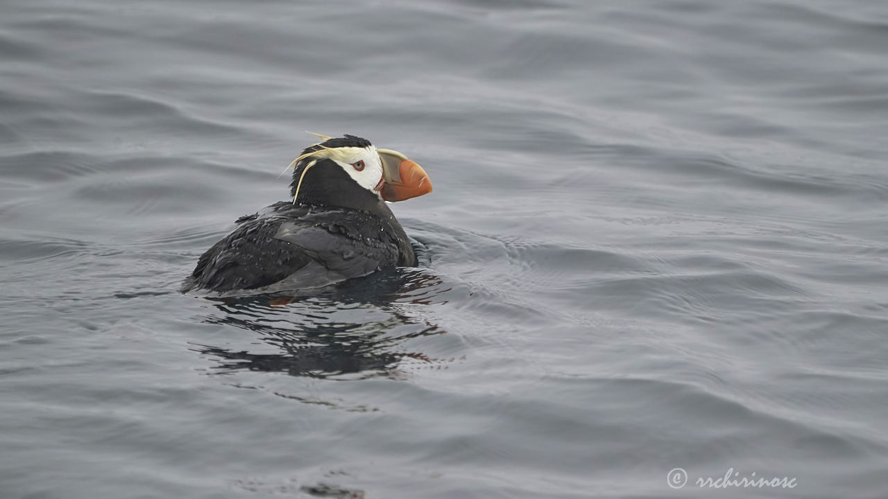 Tufted puffin