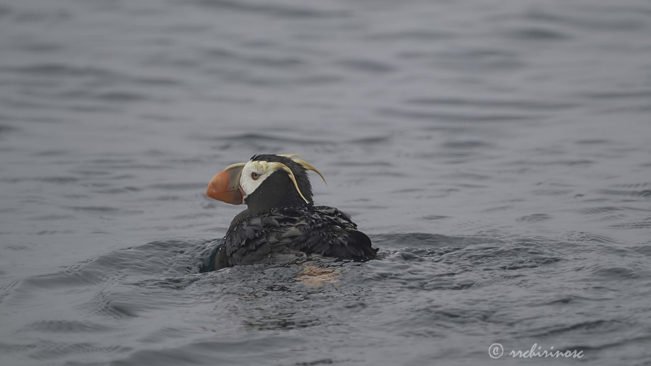 Tufted puffin