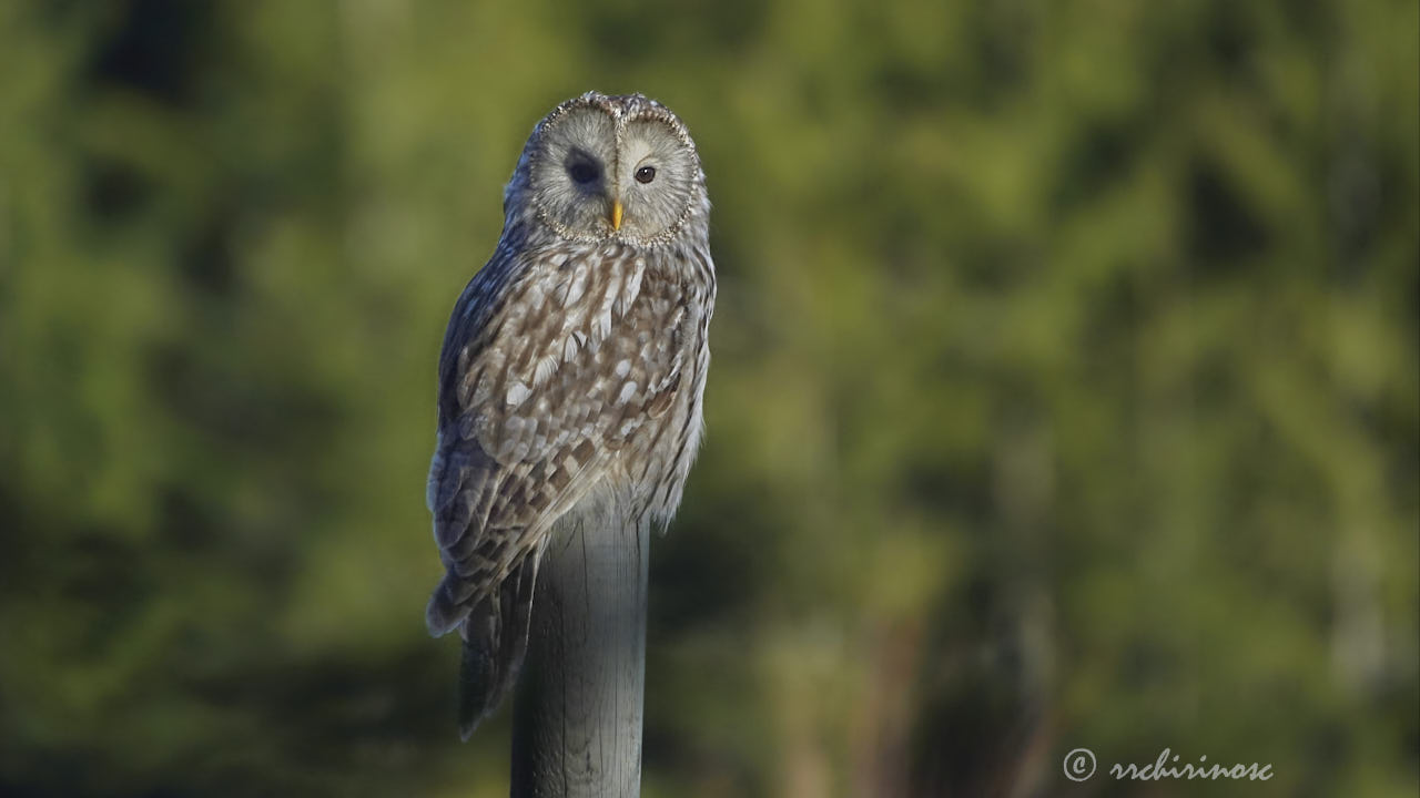 Ural owl