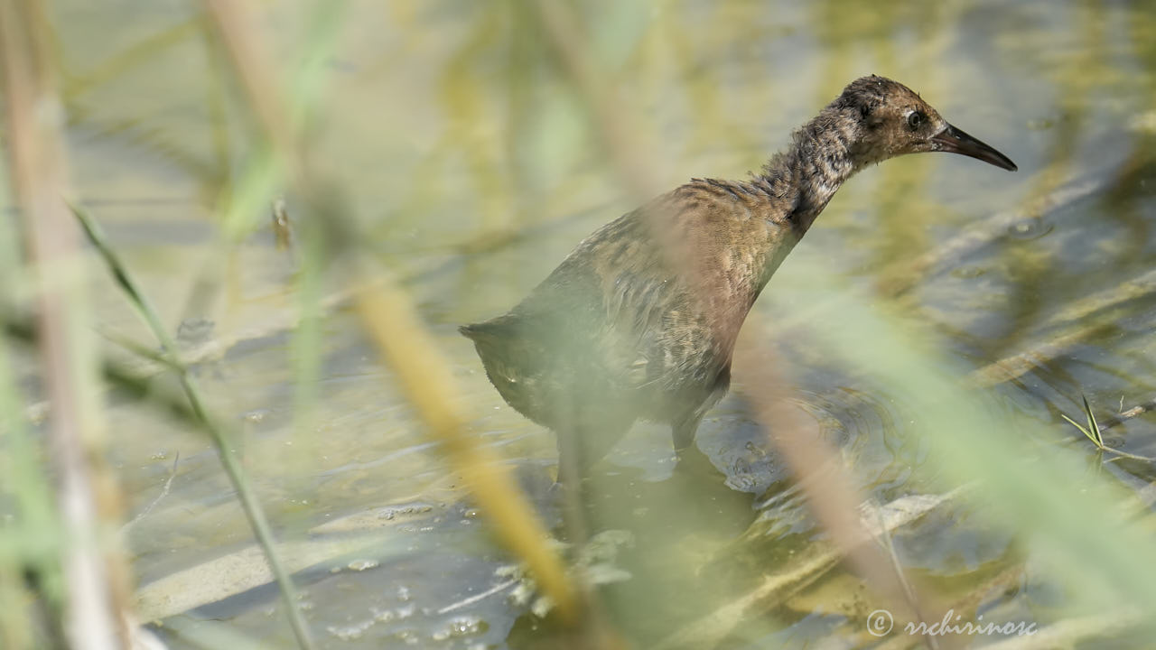 Water rail