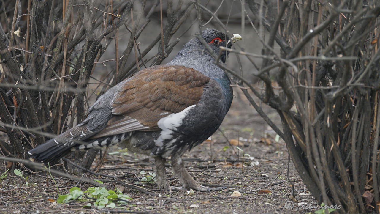Western capercaillie