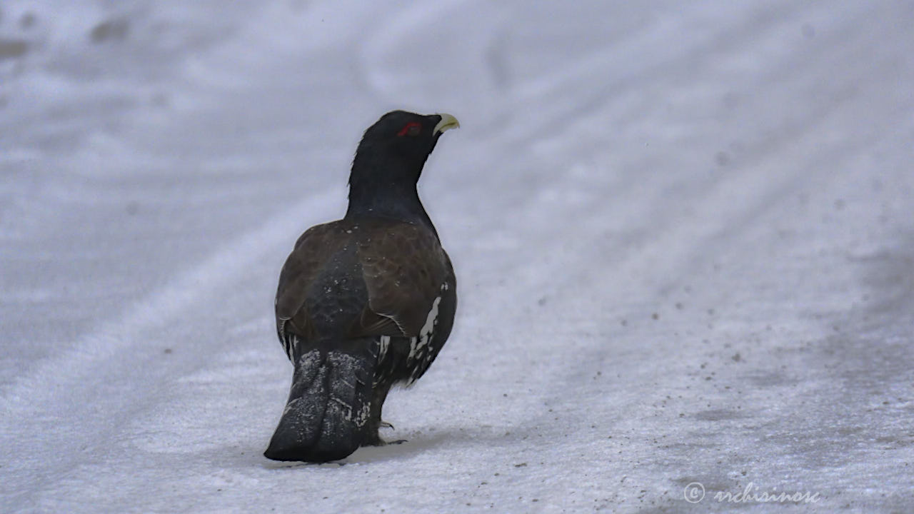 Western capercaillie