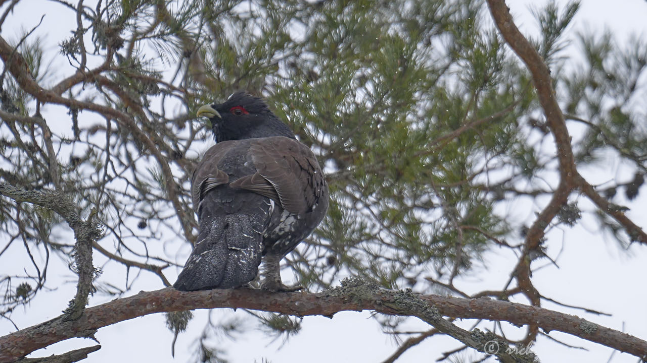 Western capercaillie