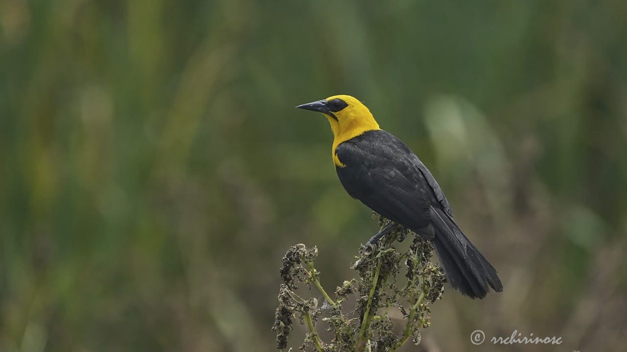 Oriole blackbird