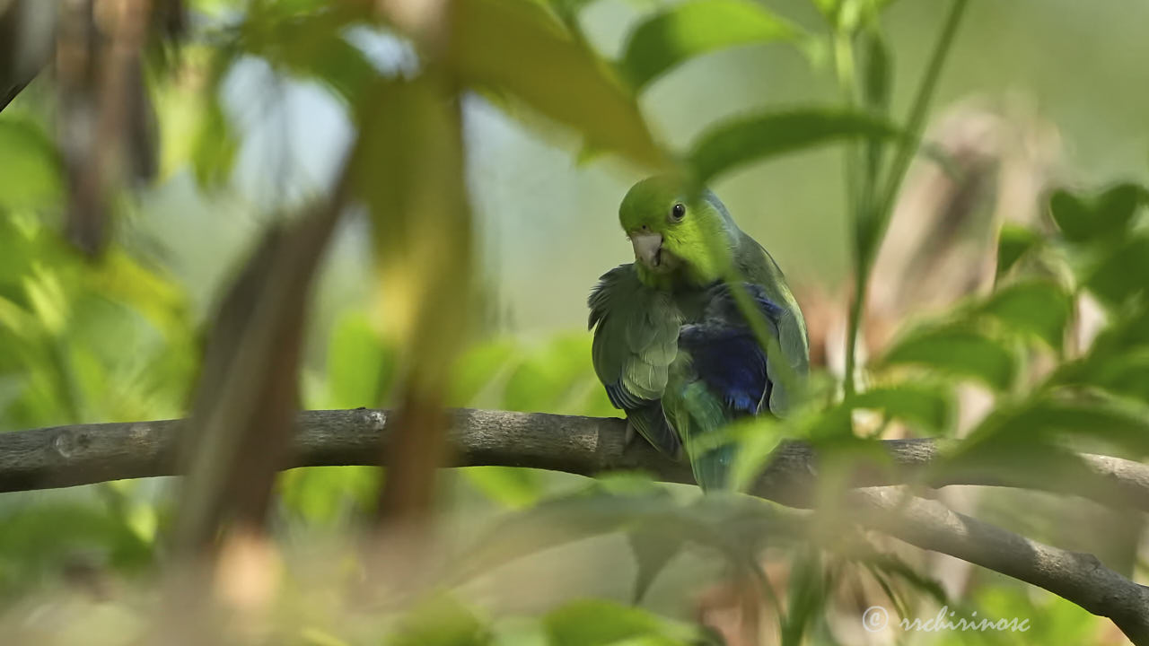 Pacific parrotlet