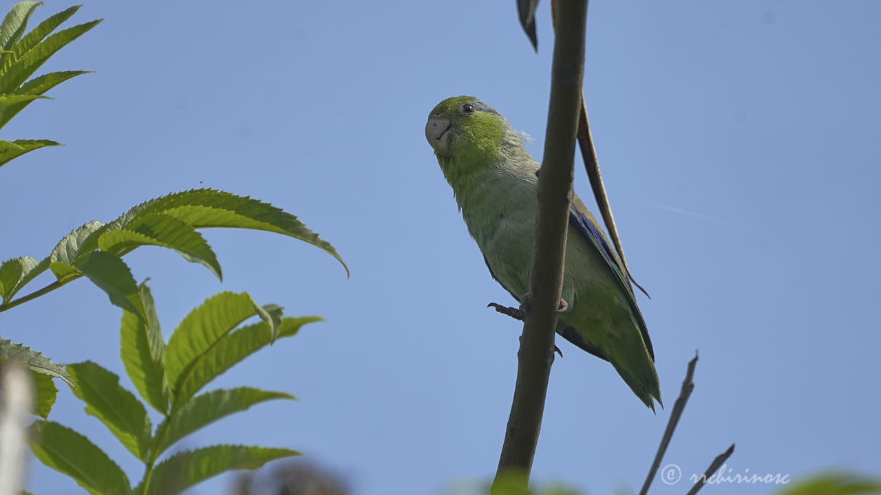 Pacific parrotlet