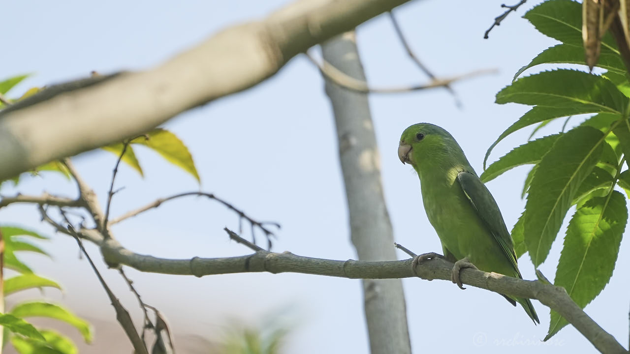 Pacific parrotlet