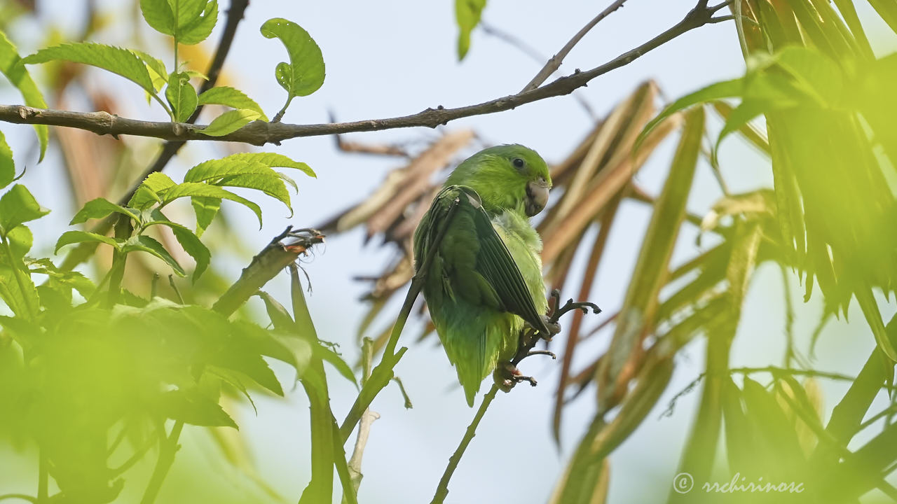Pacific parrotlet
