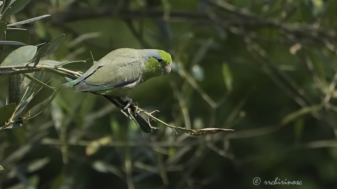 Pacific parrotlet