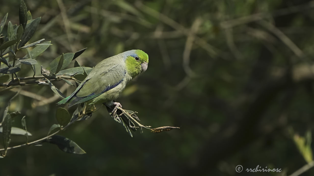 Pacific parrotlet