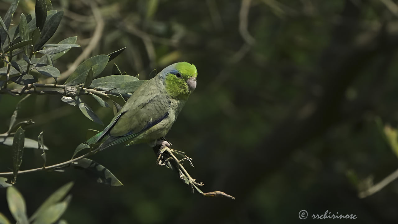 Pacific parrotlet