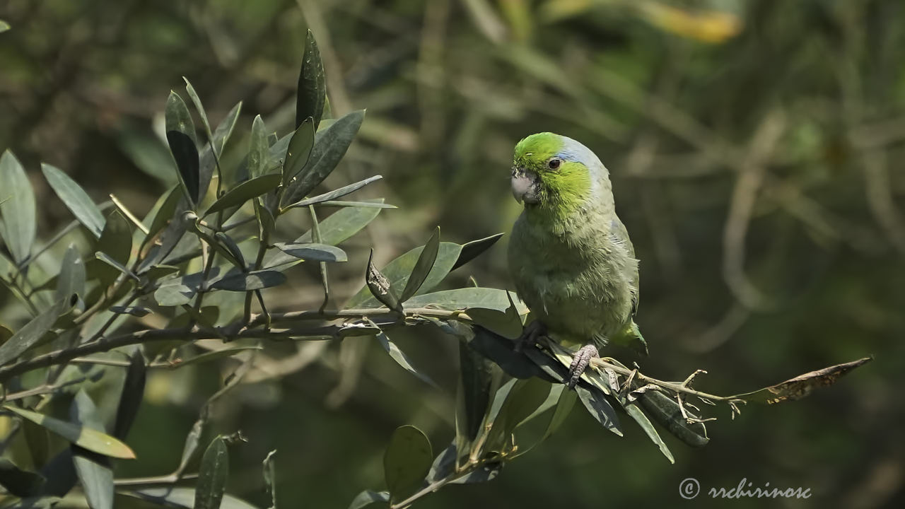 Pacific parrotlet